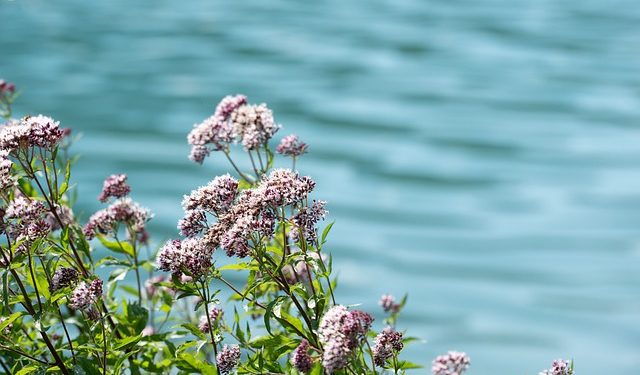 Baldrian Wirkung /Anwendung